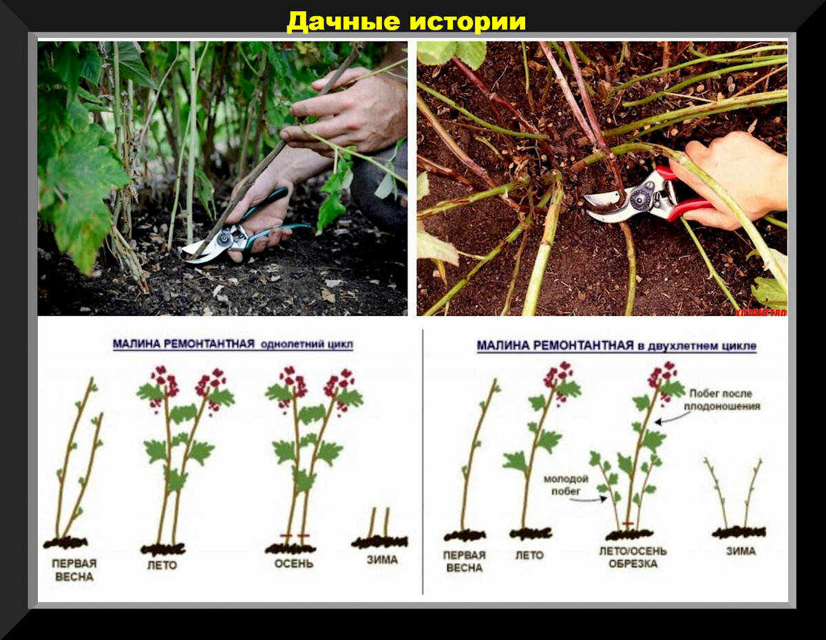 Малина уход весной после зимы. Какобрезатьре монтантнуюмалинулсенью. Обрезка ремонтантной малины осенью схема. Обрезка ремонтантной малины весной. Правильная обрезка весной ремонтантной малины.