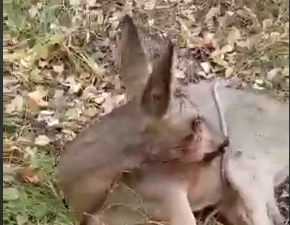    ЧС Тюмень