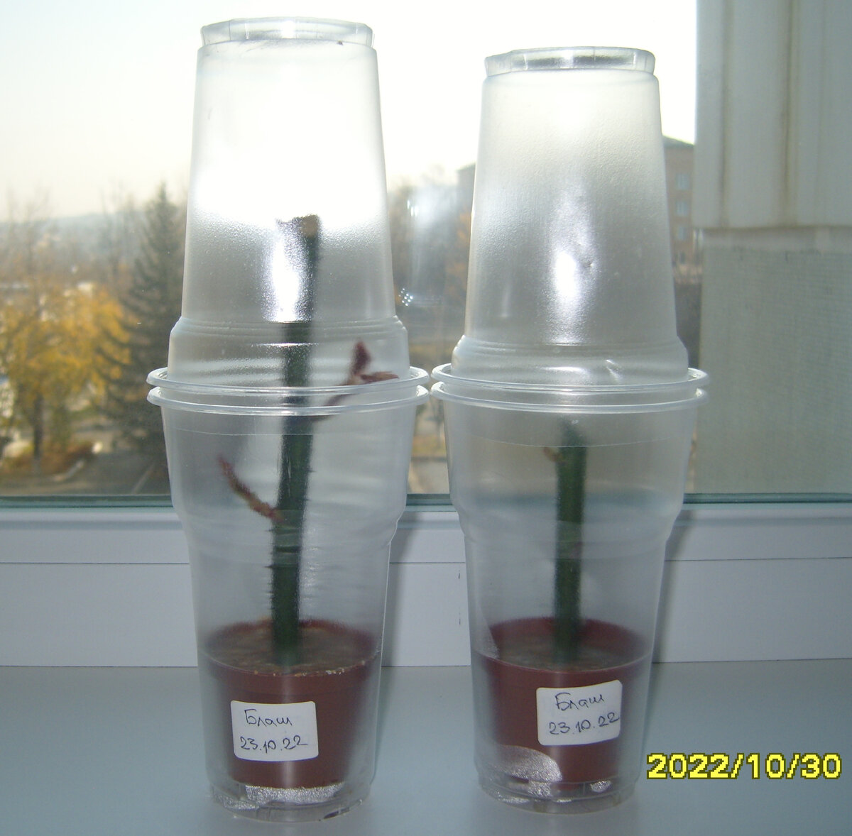 Два черенка розы Блаш с проснувшимися почками