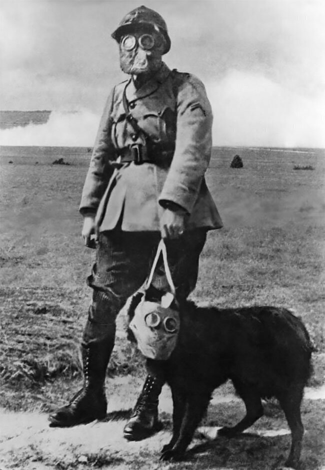 Фотографии солдат первой мировой войны с собаками