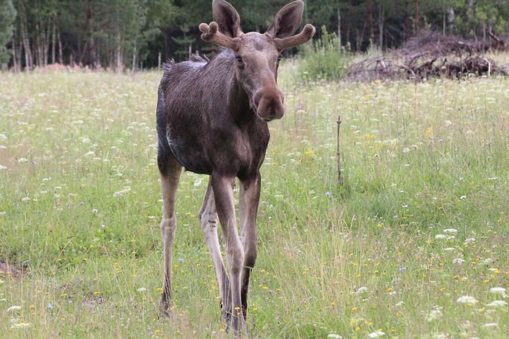    Численность лосей выросла благодаря программе поддержаний популяций диких животных, которая включает запрет на охоту и Арина Полтанова