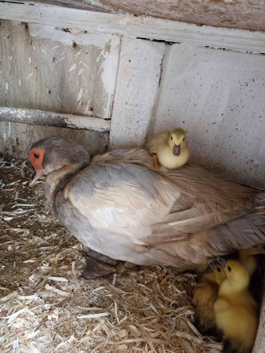 Утята с мамой заехали в сарай на несколько дней. Пока в теплице не готово место, не успели убрать помидоры. 