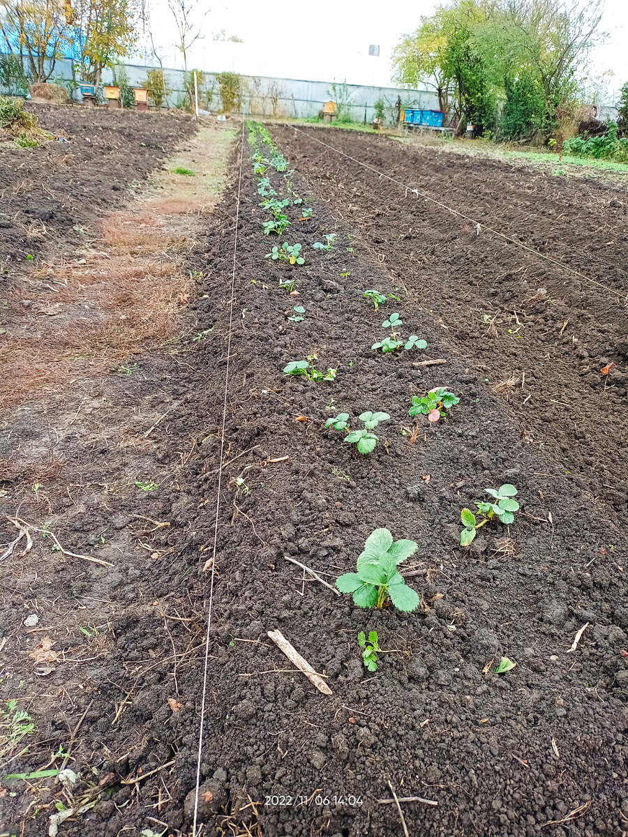 Личное фото, клубника сорт Альбион.