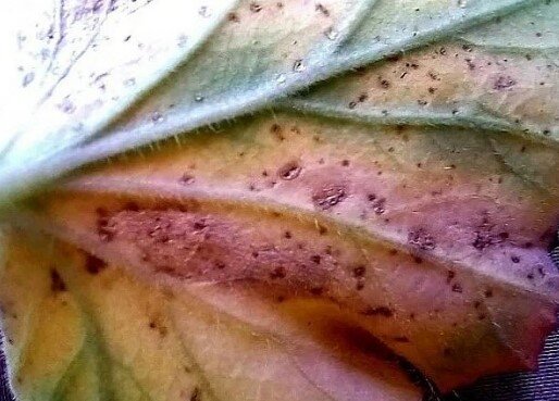 Здесь на нижней стороне листа очень хорошо видны эти пробковые наросты. Трипсами был повреждена  моя душистая пеларгония Torrento с ароматом кока-колы. Теппеки и повторная обработка Актарой прекрасно справились. А занесла их, возможно, с грунтом, в котором покупала черенок. 