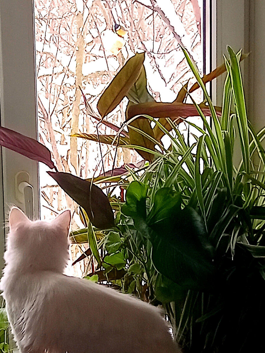 Фото автора  эт я Сало синичкам подвесила, а Белка "кино " смотрит