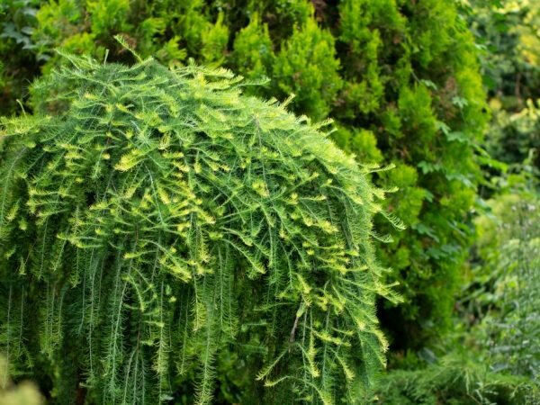 Лиственница плакучая на штамбе (Larix decidua Pendula) - Diamond Garden