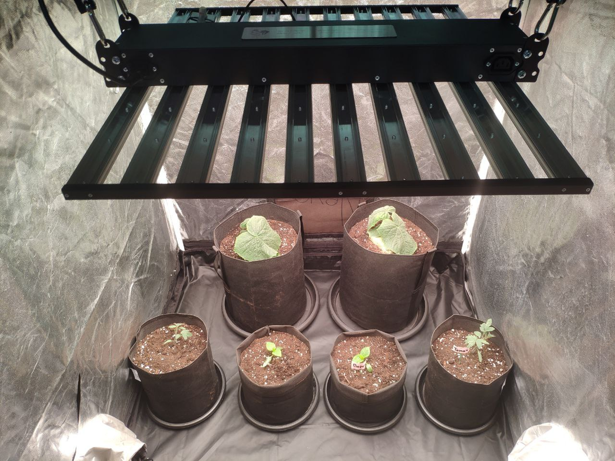 Пересадили рассаду в питательный субстрат прямо в минеральной вате