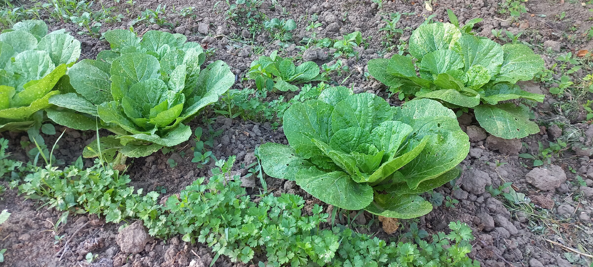 Моя пекинка из бутылки))