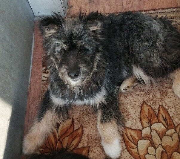 Лорд с улицы. Фото с архива.