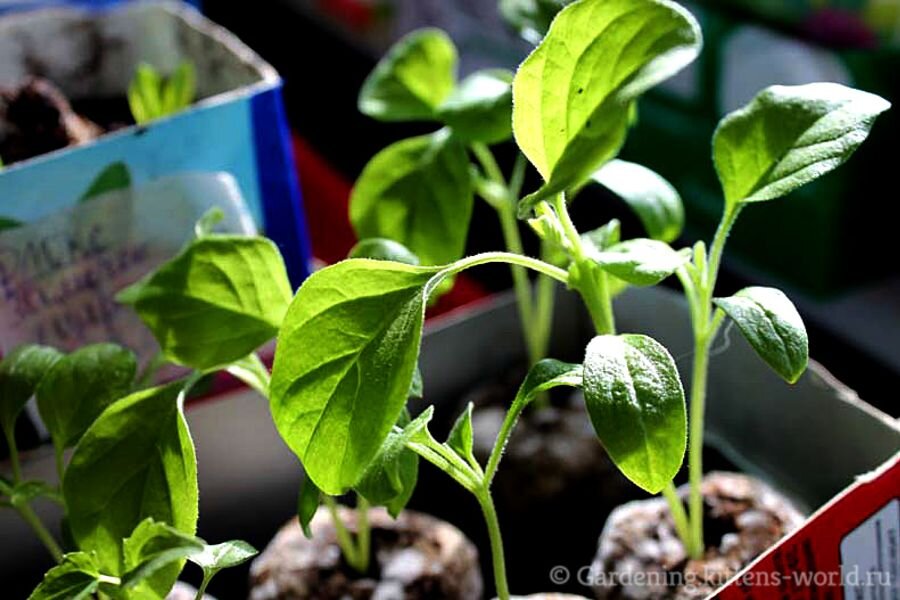 Рассада баклажанов в кокосовых таблетках. Фото автора.