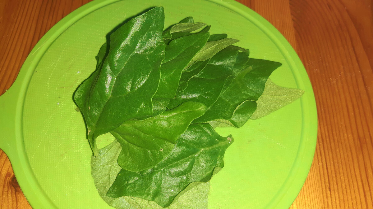 Шпинат тетрагония