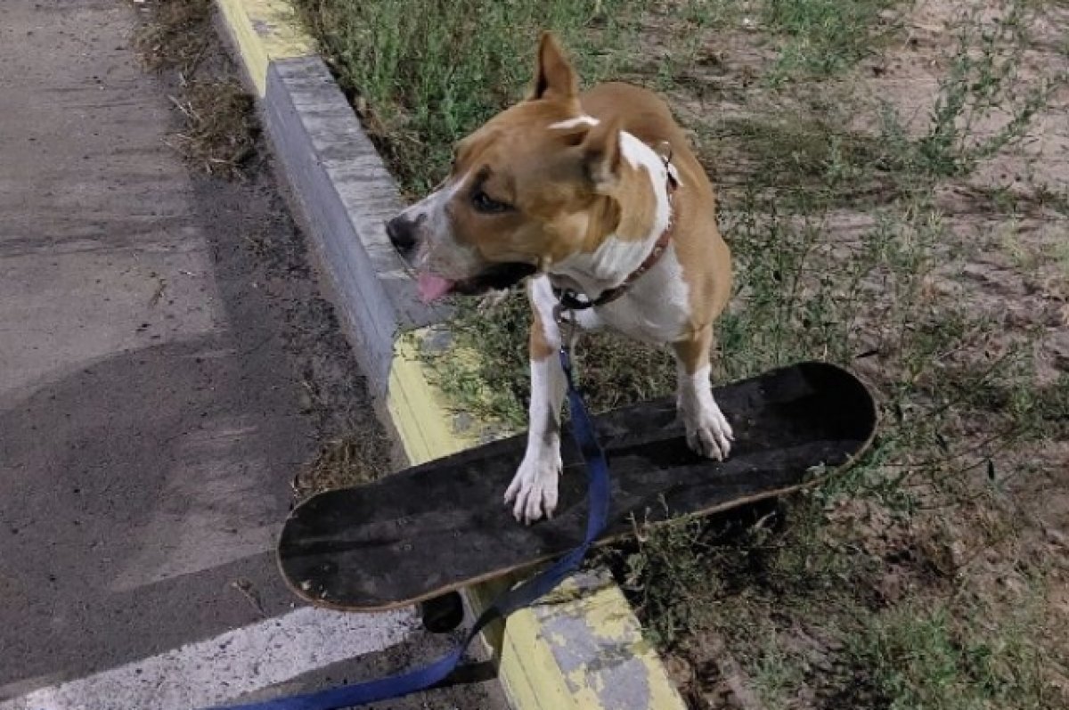    Тесла на доске.