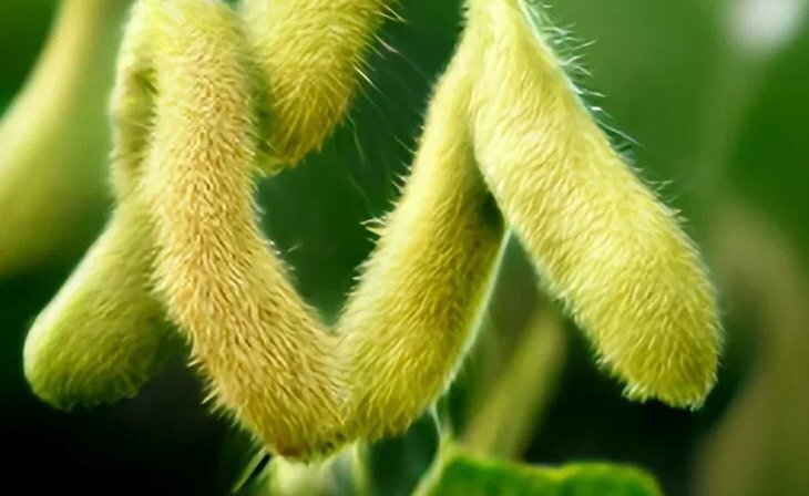    Популярность сои в Липецкой области пояснил глава регионального Управления сельского хозяйства