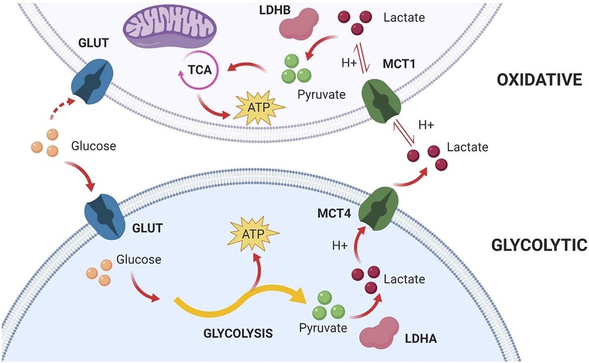 Рисунок 1 из обзора: Felmlee MA, Jones RS, Rodriguez-Cruz V, Follman KE, Morris ME. Monocarboxylate Transporters (SLC16): Function, Regulation, and Role in Health and Disease. Pharmacol Rev. 2020 Apr;72(2):466-485. Зеленым показаны МСТ 1 и 4 переносчики.