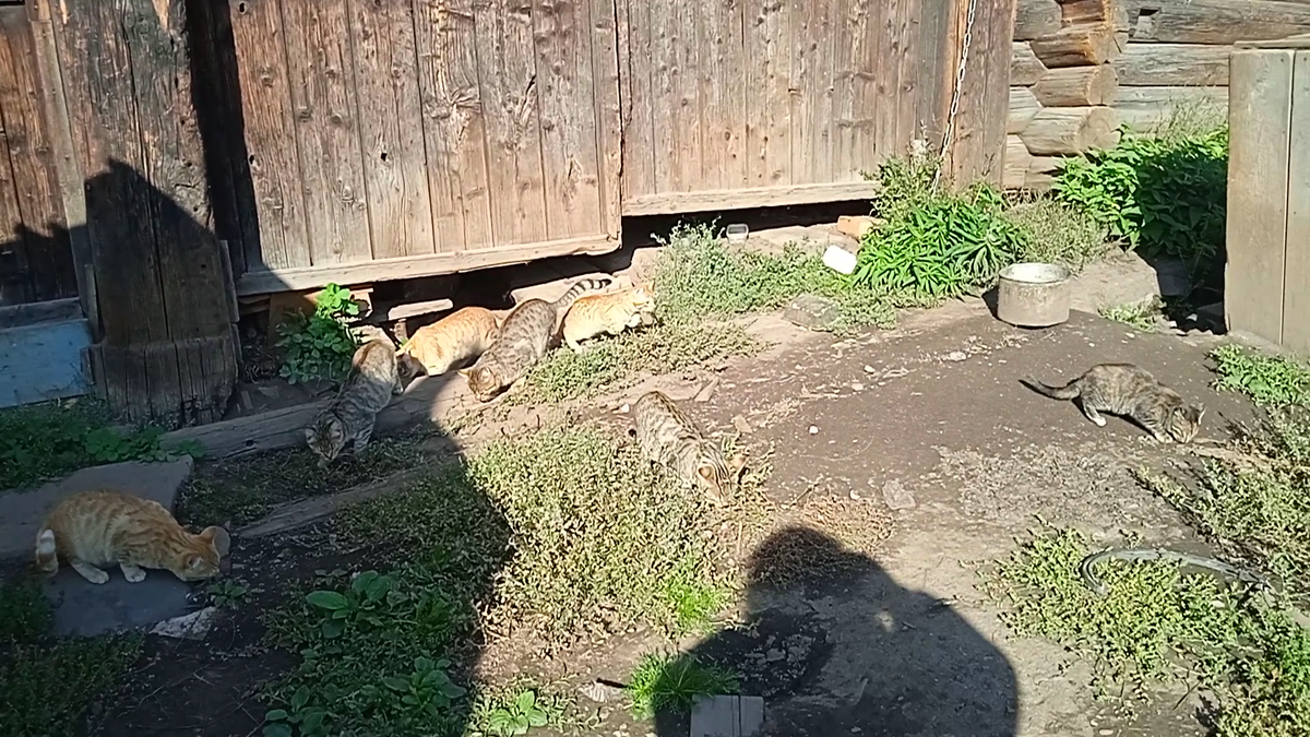 А потом...семь! Попробуйте найти всех семерых, они сливаются с окружающей средой )))