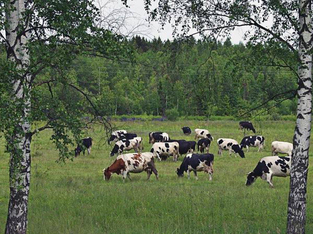 Корова новгородская область. Коровы на выпасе. Стадо коров. Коровы на пастбище. Корова в лесу.