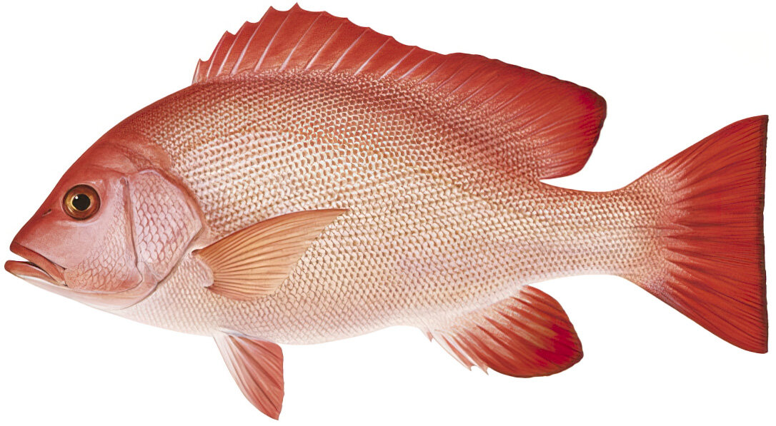 Lutjanus erythropterus