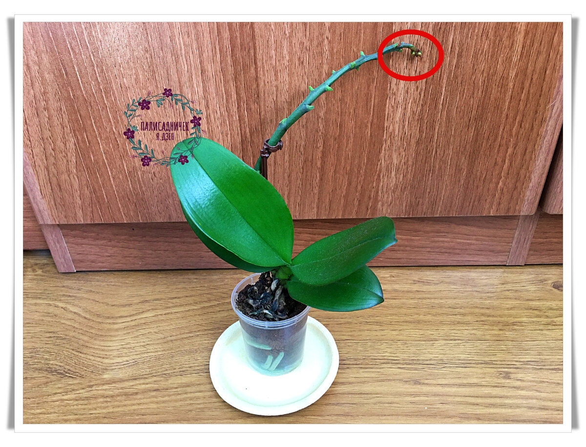 Видите, что удумала? На том же цветоносе цвести решила. На следующей фото показываю крупнее то, что выделила кружочком. Листайте. ⏩⏩