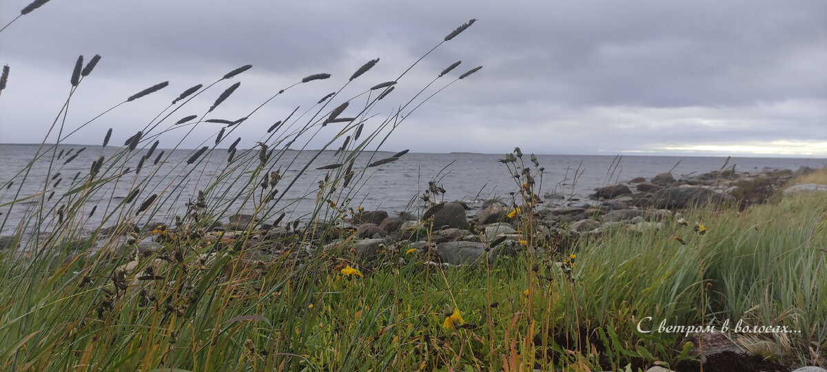 Берег Белого моря