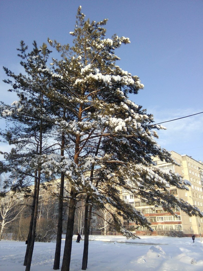 Весенний  денёк в Сибири. Авторское фото