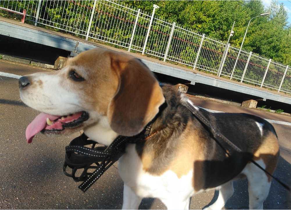 Наша собака. Тут ей 11,5 лет. Ждет электричку