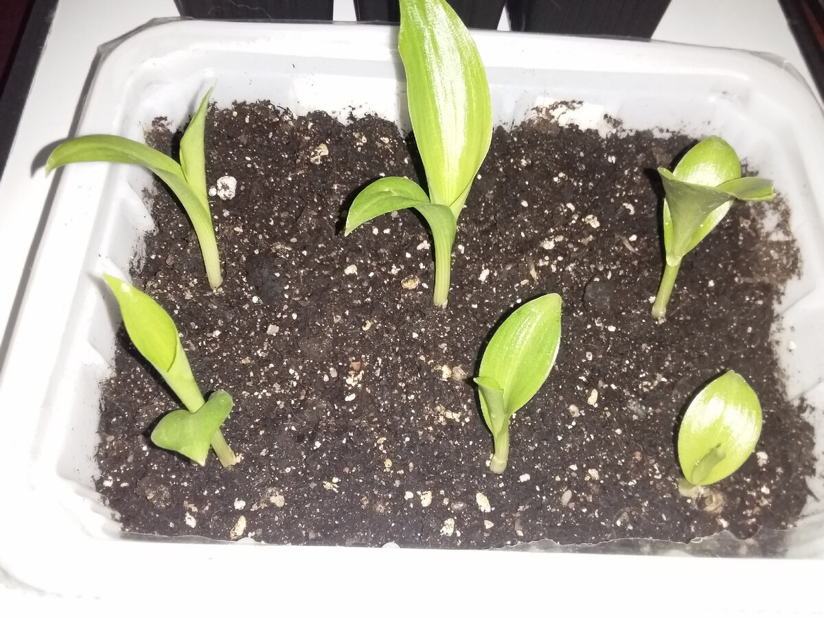 Канны из семян на 20 день со дня всходов