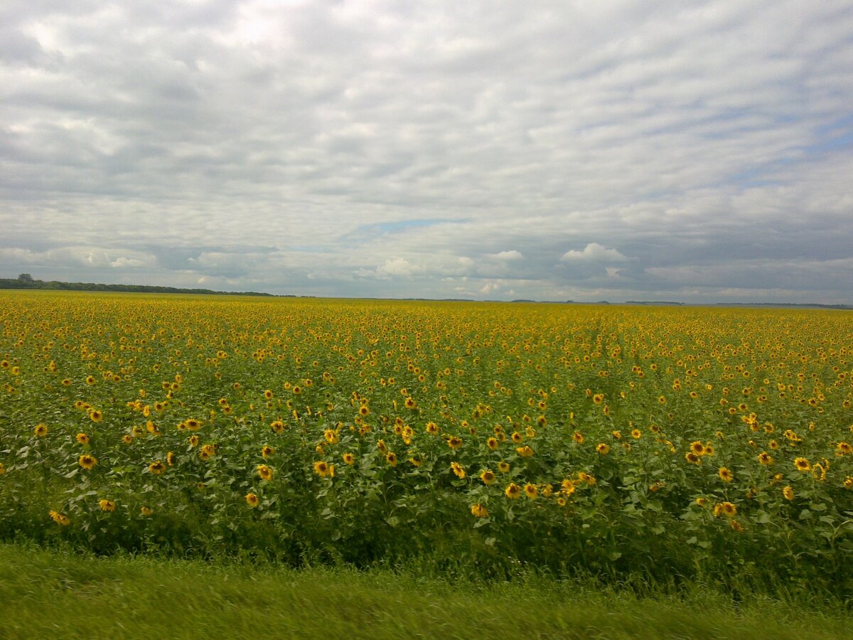 Кулундинская степь