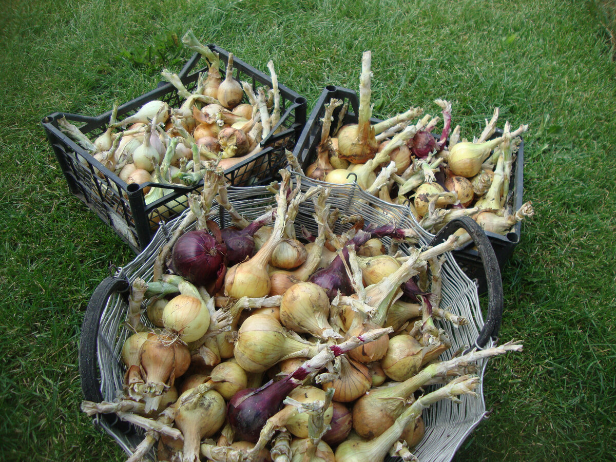 отправляем на досушивание под навес ( урожай прошлого года)