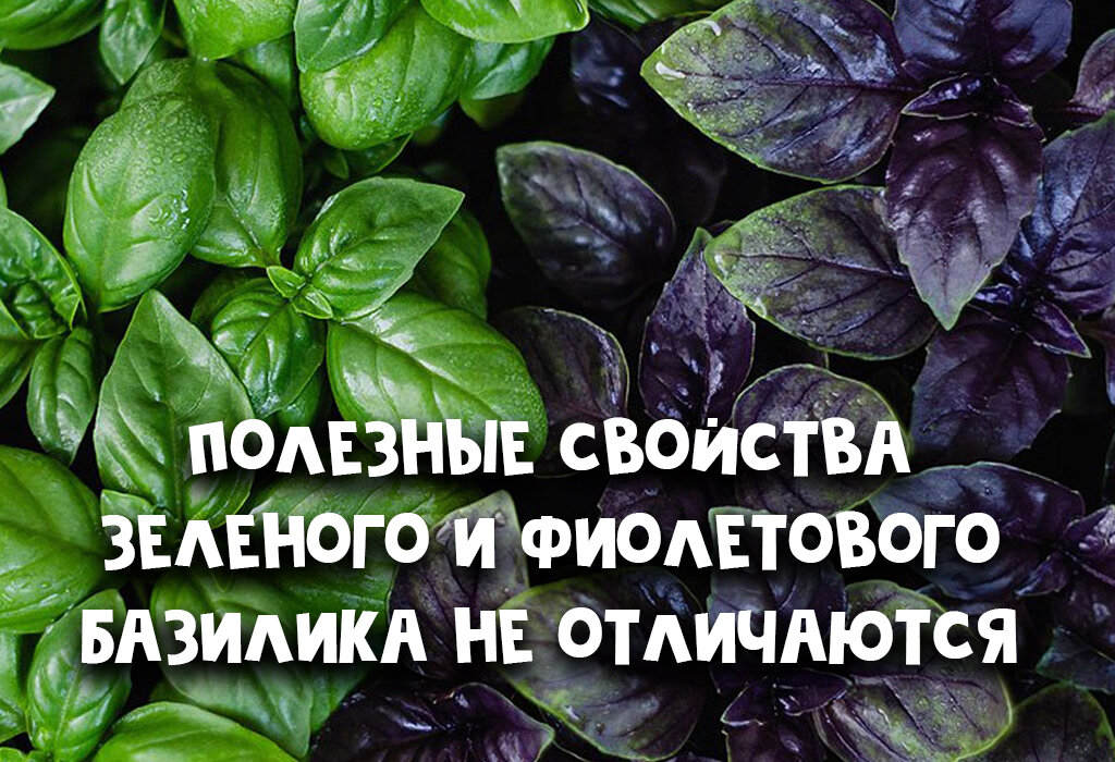 Польза и вред базилика зеленого. Базилик полезные свойства. Польза базилика. Чем полезен базилик для организма человека.