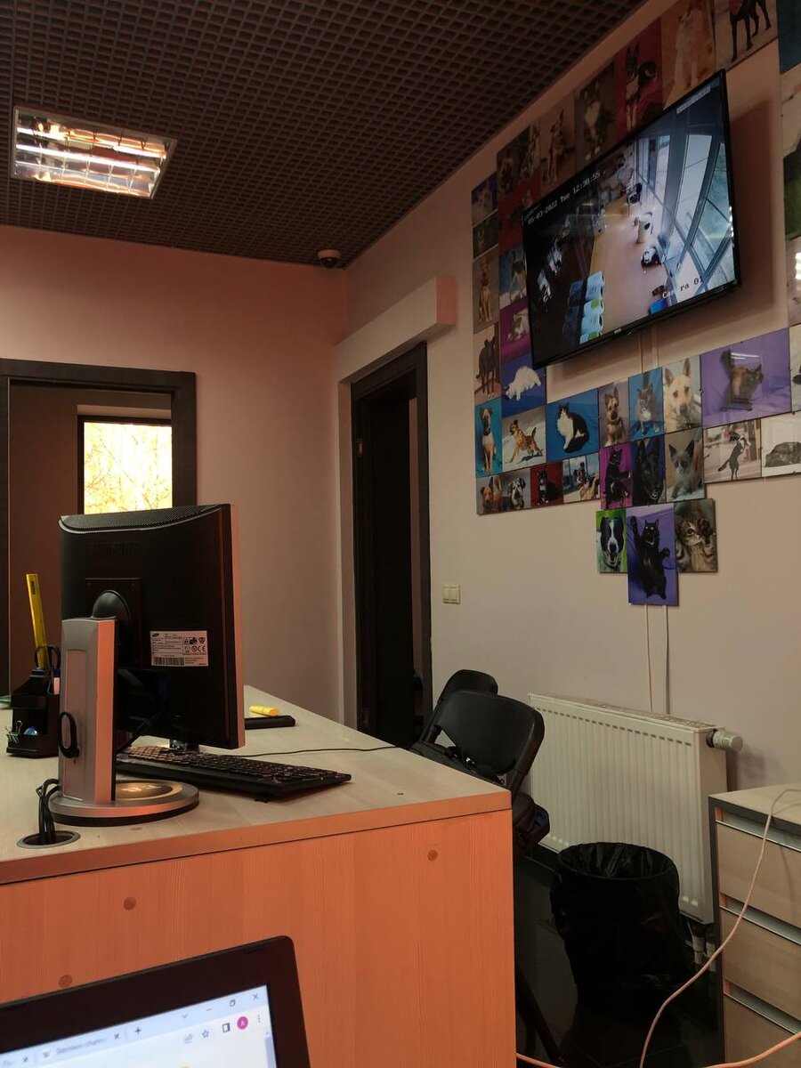 Холл ожидания, где сидит администратор. На TV - прямой эфир из котодома. Здесь я провожу большую часть времени за компьютером 