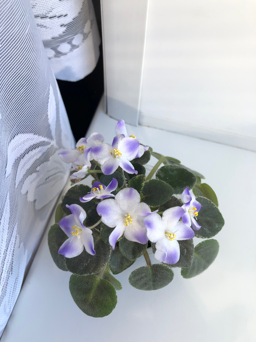 Весеннее сортовое цветение 