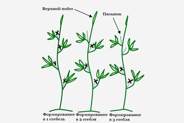 Увеличение количества плодов