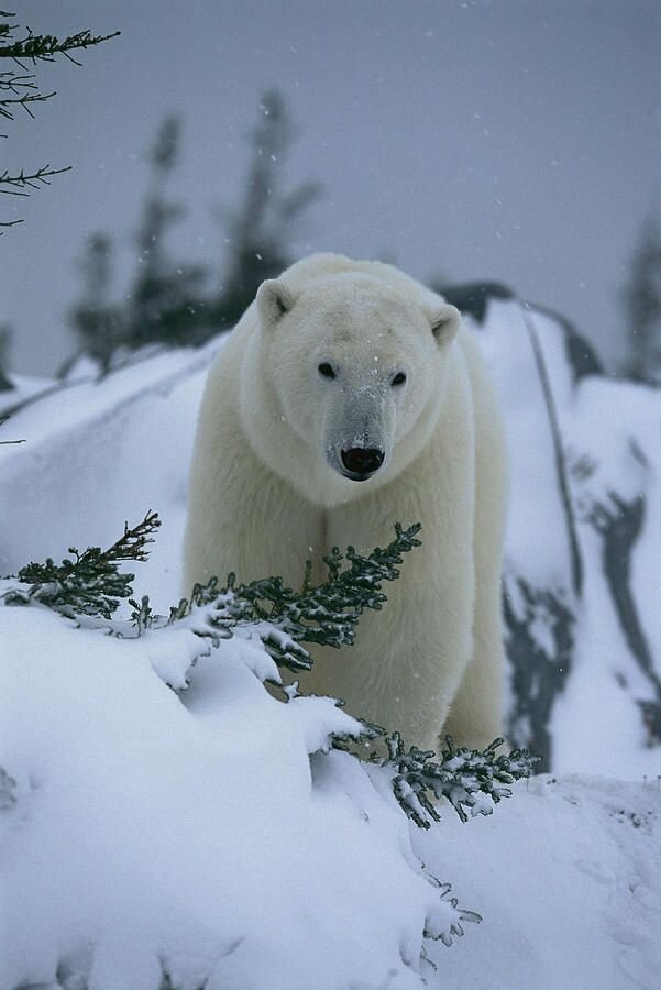 Snowy bear. Белые медведи на Аляске. Белый медведь в Северной Америке. Полярный медведь. Белые медведи зима.
