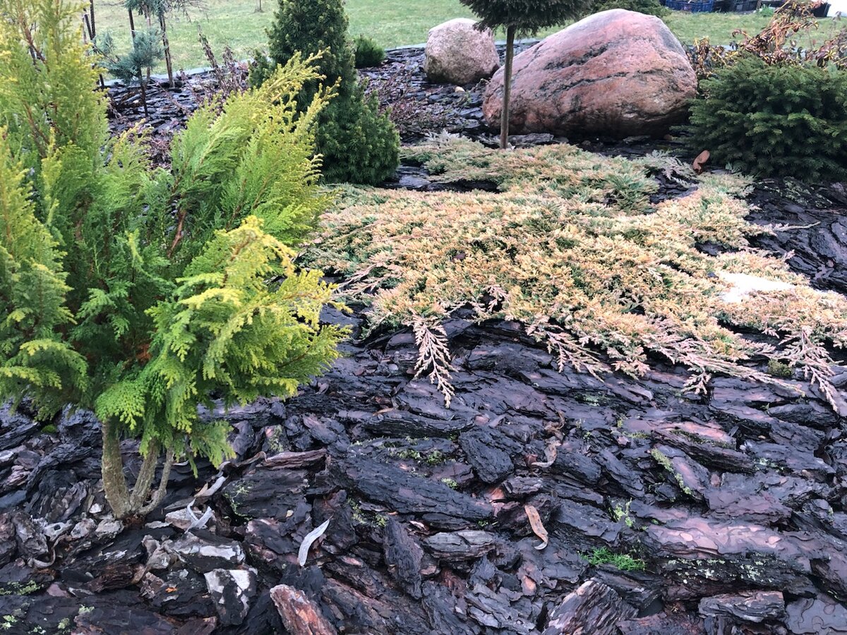 Можжевельник Голден Карпет 