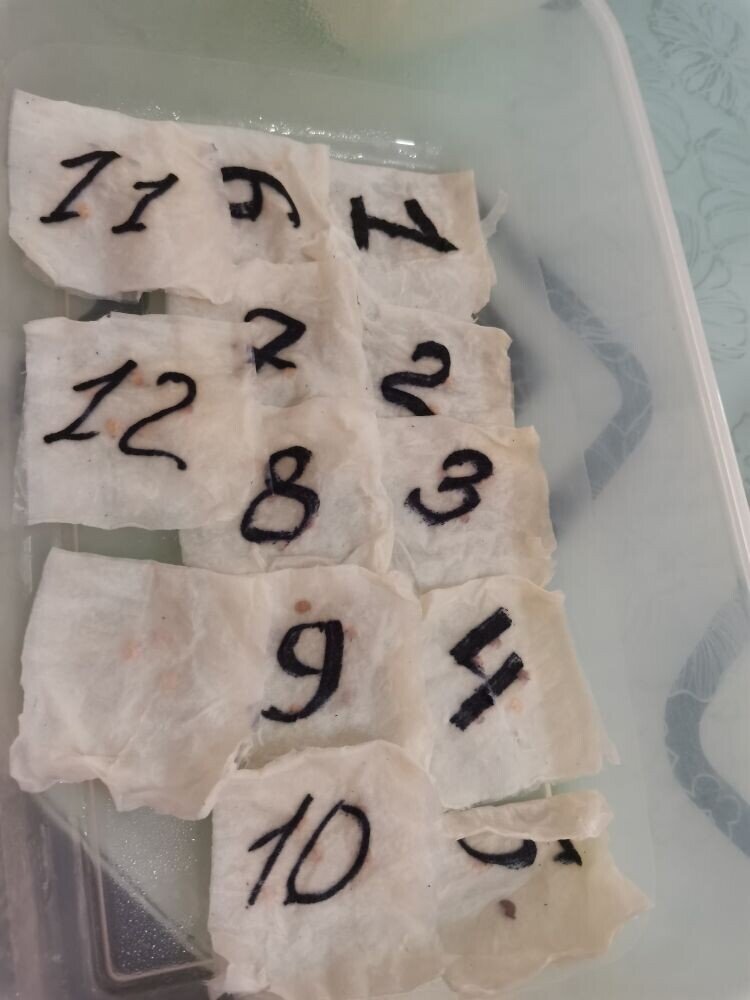 Вот так выглядят семена в контейнере .