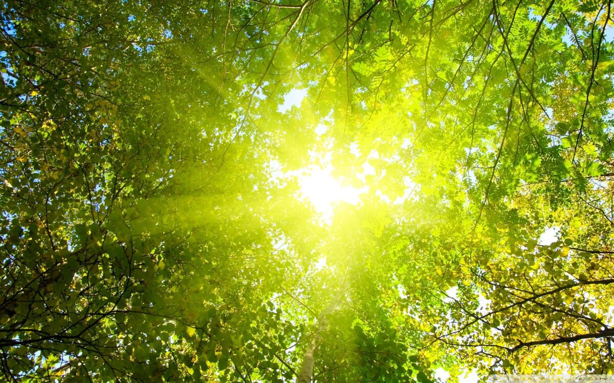 картинка из открытых источников