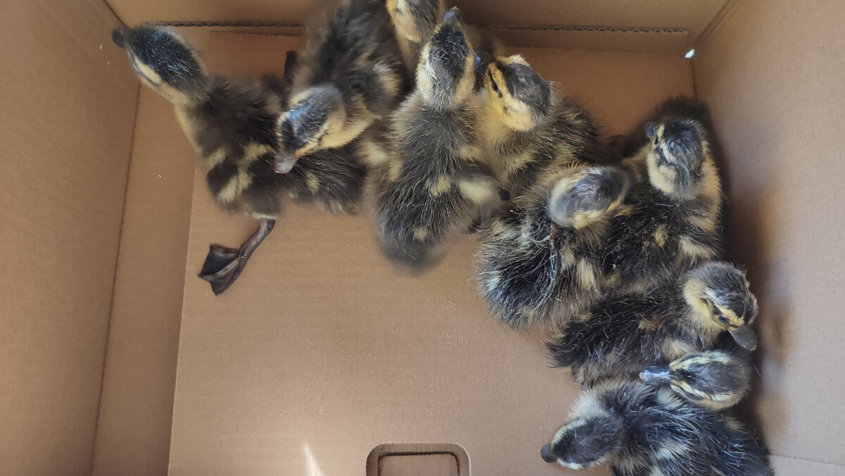 Утята от диких уток