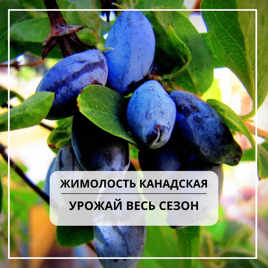 Жимолость канадская. Гордость севера жимолость. Blue Bell жимолость канадская. Жимолость на Северном Кавказе растет ?.