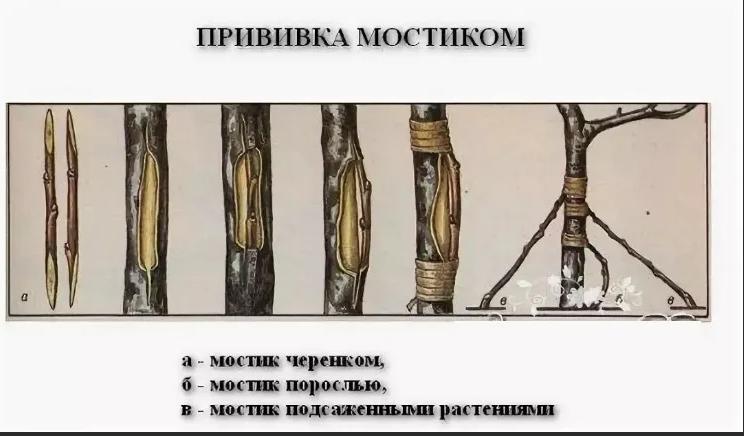 Прививка мостиком на яблоне. Прививание яблони мостиком. Мостовая прививка яблони. Прививка черенков мостиком.