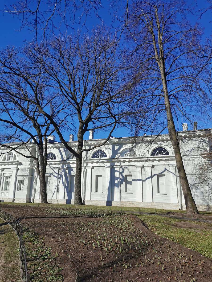 Тюльпаны разных сортов, более ранние могут даже успеть зацвести к концу праздников.