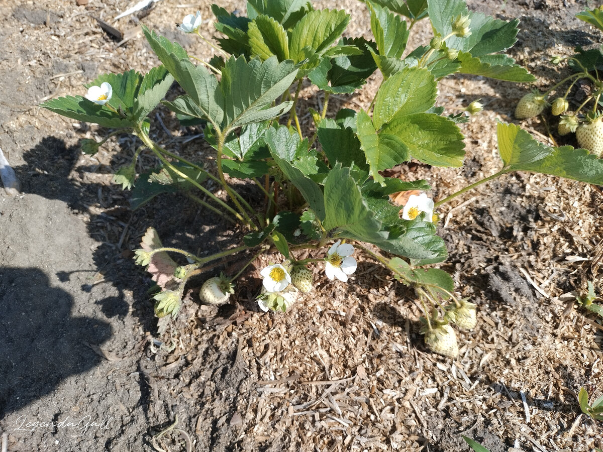 Эти цветы лучше всех, которые сейчас цветут у меня )))