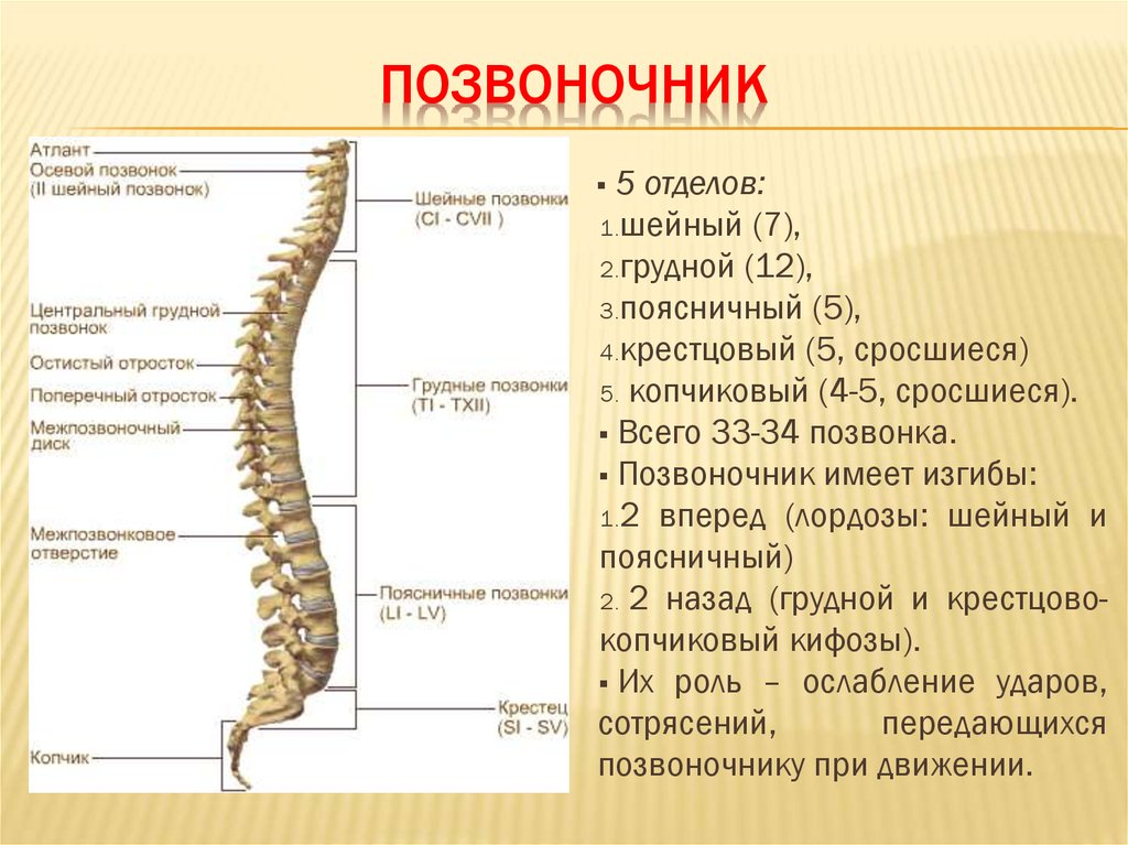 SPINA BIFIDA: СИМПТОМЫ, ЛЕЧЕНИЕ, ПРОГНОЗЫ Обучающий центр МБОО "Ты ему нужен"