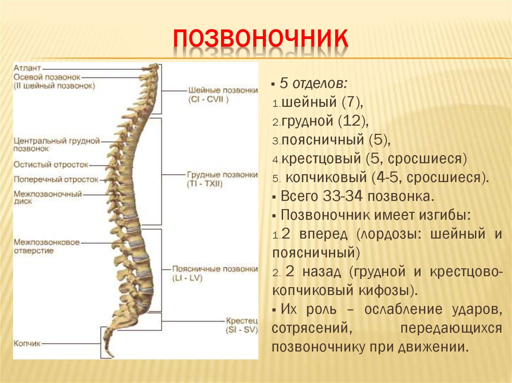 Отделы поясницы. Позвонки 5-7 крестцового отдела позвоночника. Скелет позвоночника человека анатомия позвонков. Грудной отдел позвоночника анатомия человека. Позвонки 1 и 2 шейный грудной и поясничный.