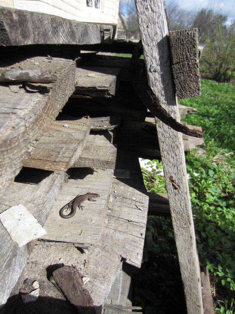 Раньше ящерицы облюбовали доски, те, что были временно сложены после устройства опалубки
