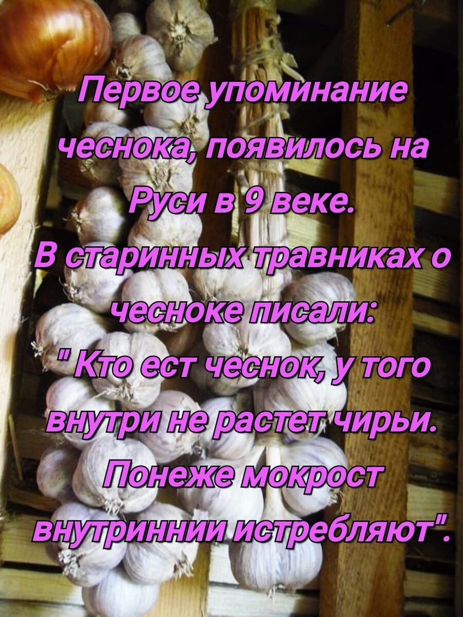 Немного интересного о чесноке