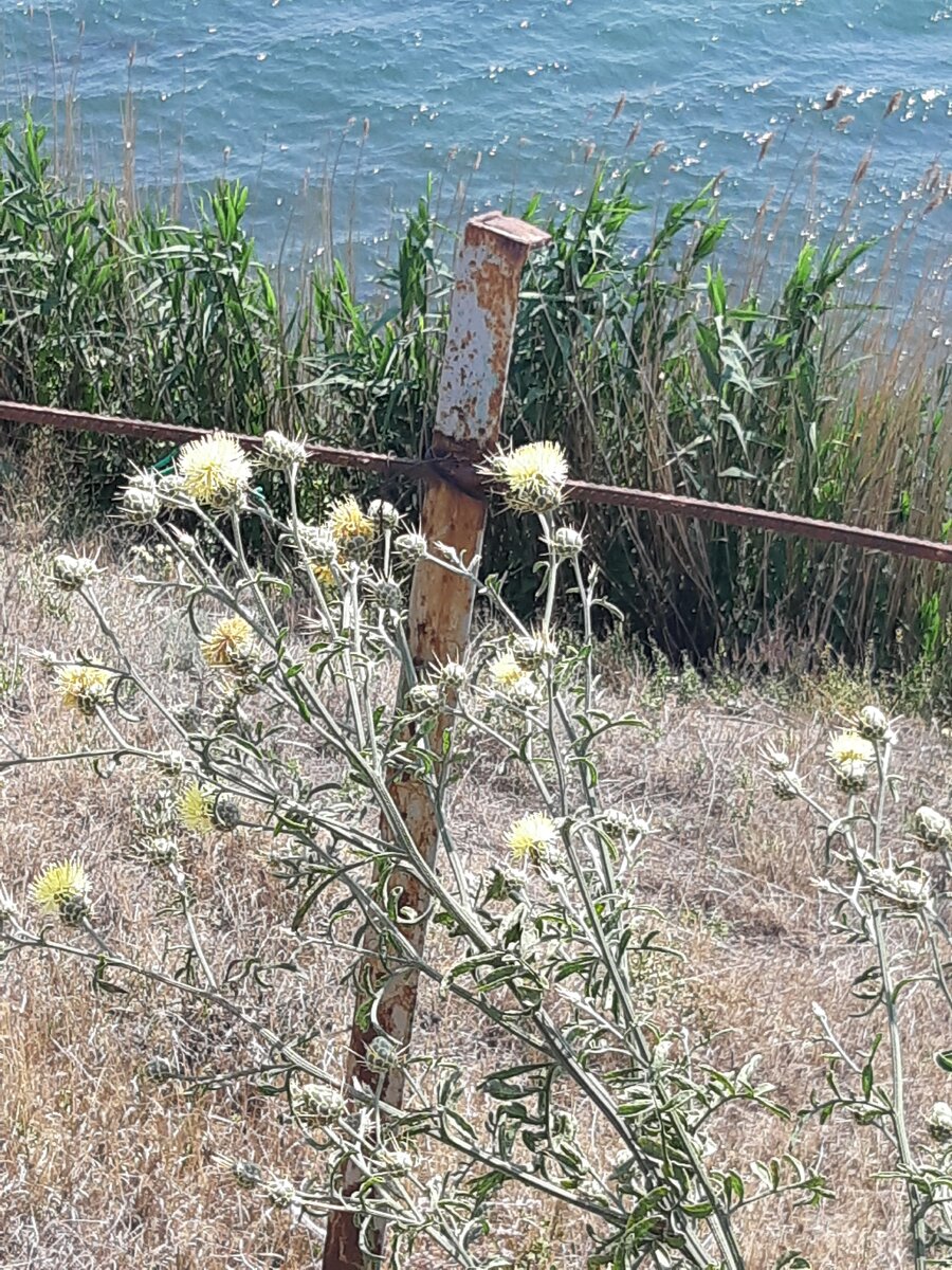 Фото автора, лето 2020г.