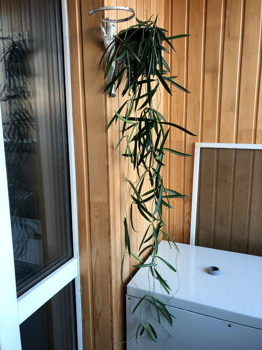 Пока они растут на утепленной лоджии. Фото автора