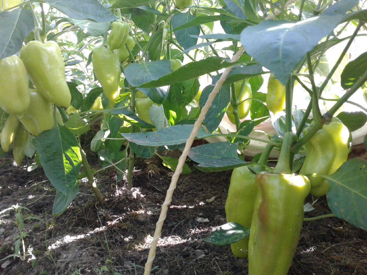 Перец в июне.Фото автора.