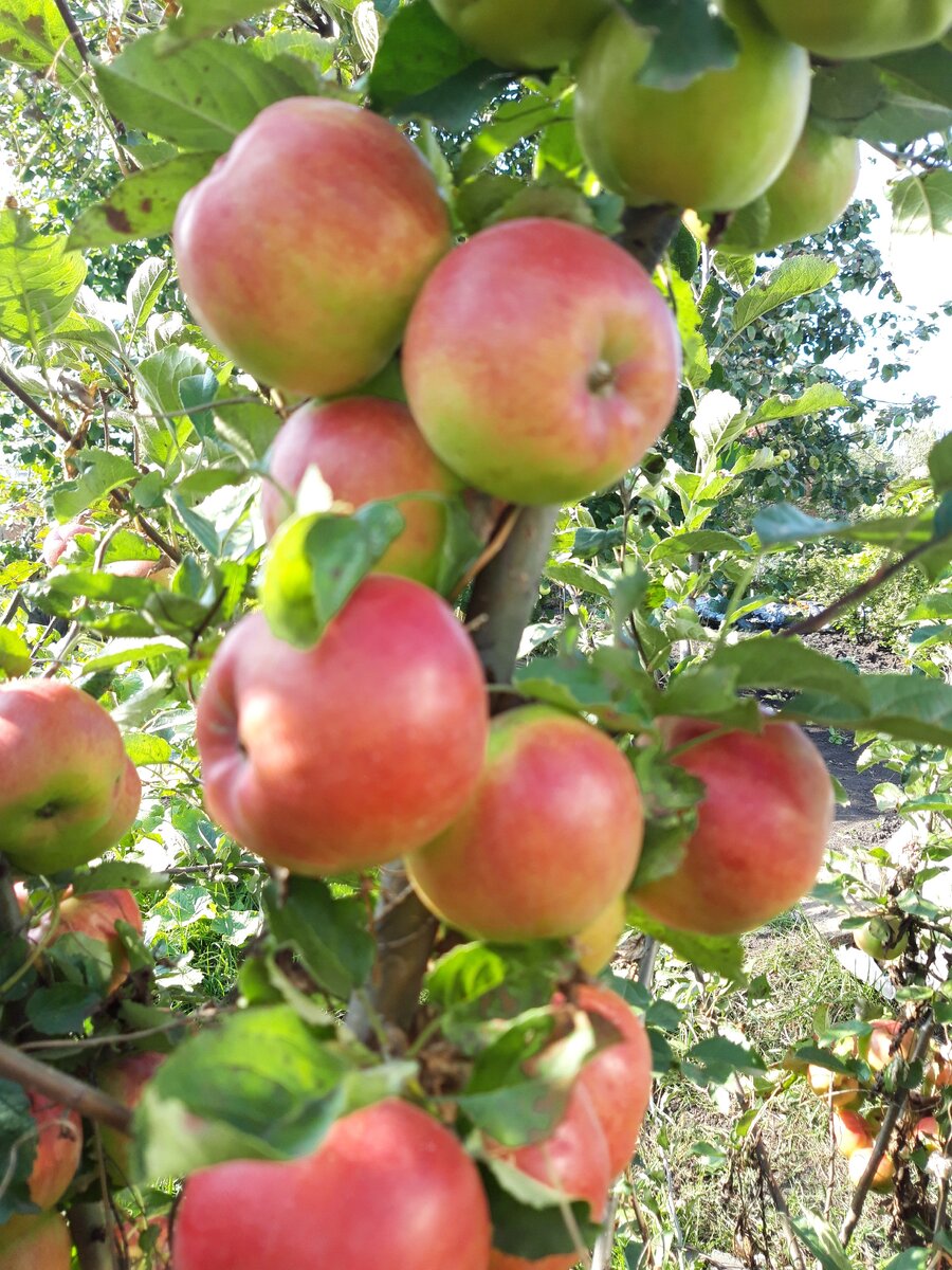     Отличный урожай