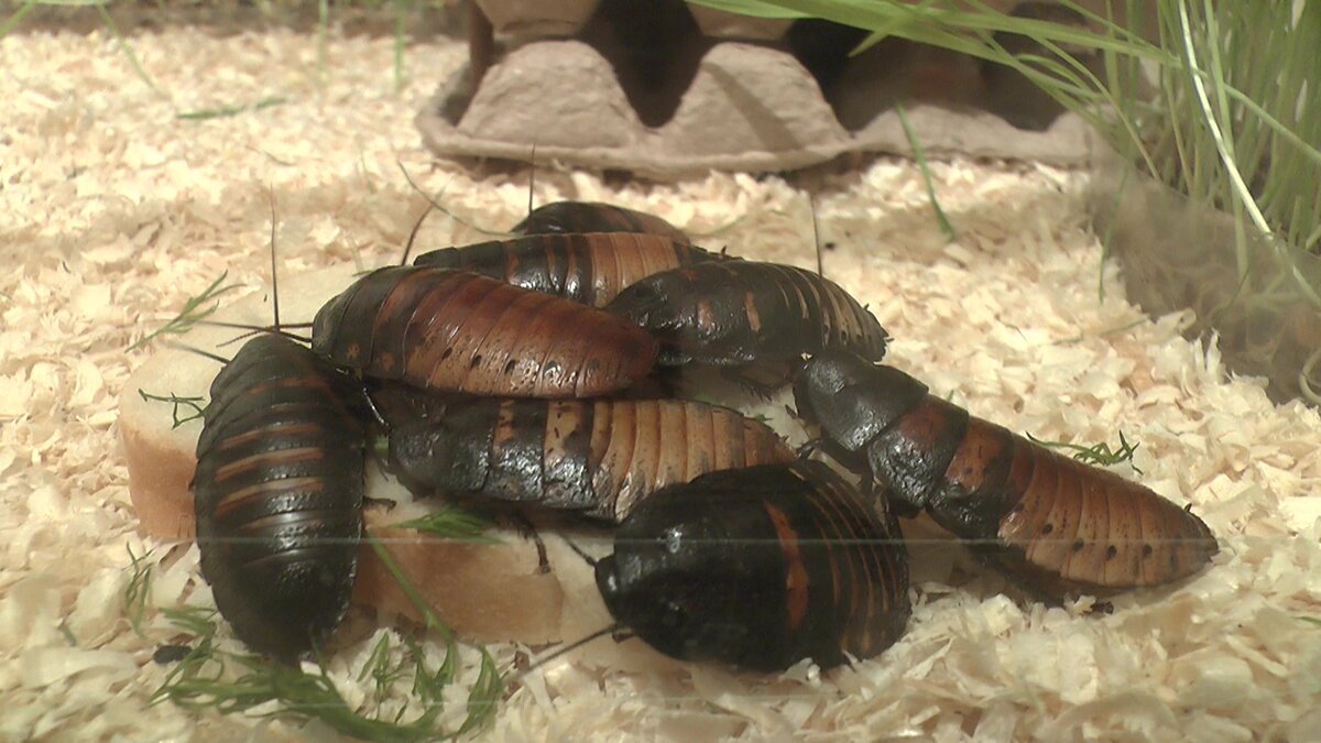 Любят есть. Они не могут не есть...